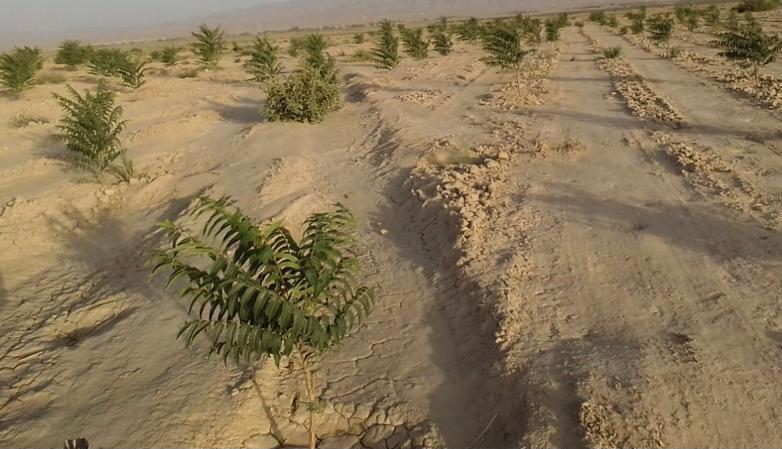 Plant trees in Balochistan to mitigate impacts of climate change