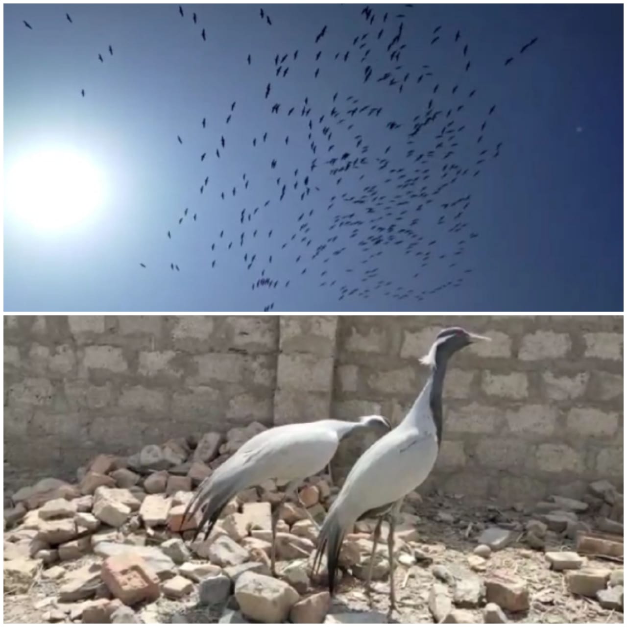 Siberian cranes disappearing from the sky