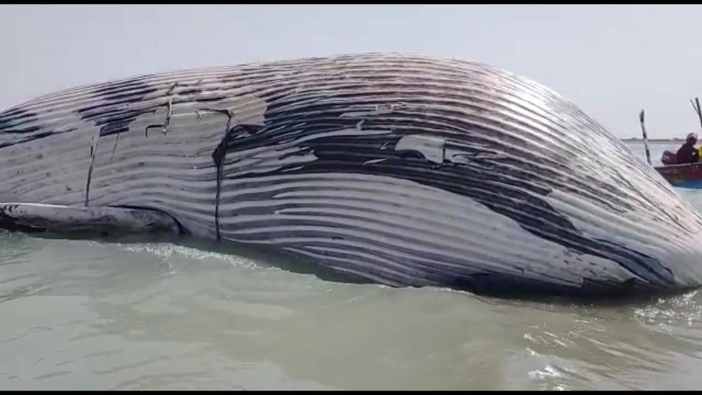 Preserve the dead blue whale in Gwadar Jewani